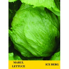 ICE BERG MARUL